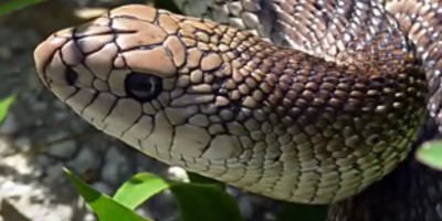 Eastern Pinesnake – Florida Snake ID Guide